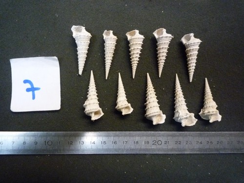 151 potamides - 151.11'',