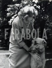Photo de presse vintage Animaux, Lévrier Irlandais, Show ,1959,tirage
