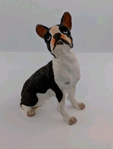 Female boston terrier - female,