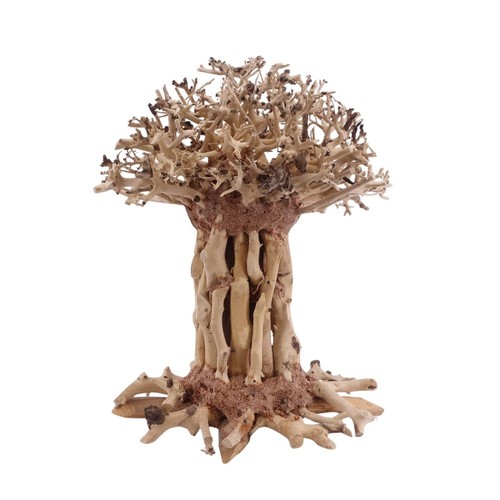 Bonsaï mammouth arbre - bonsaï,