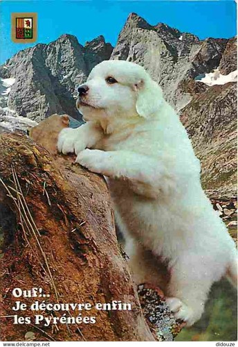 Carte postale animaux - -,