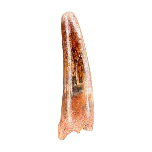 Dent spinosaurus maroc - de,