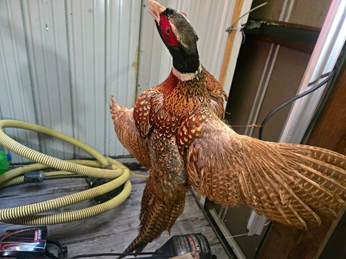 Pheasant bird taxidermy mount - pheasant,