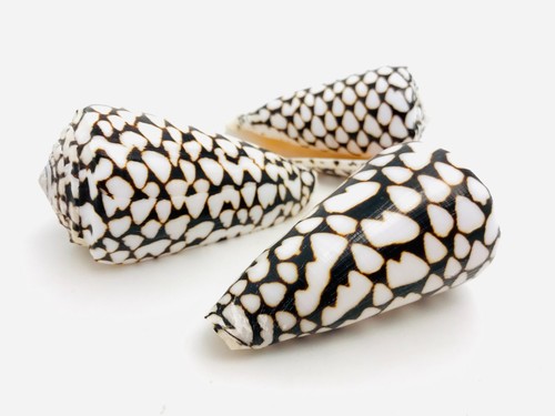 Lot conus marmoreus - 3,