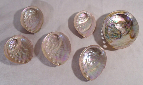 Ormeau coquillage lot nacre - coquillage, 6