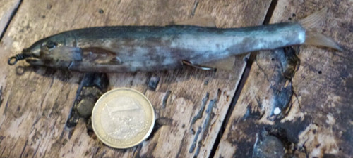 Peche ancien poisson nageur - ancien,