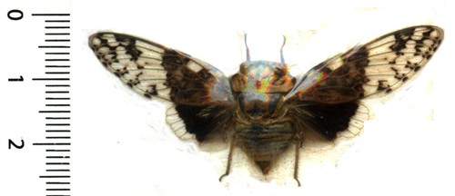 Homoptera cicadidae - homoptera,,