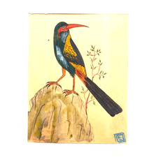 Aquarelle Ornithologique ancienne