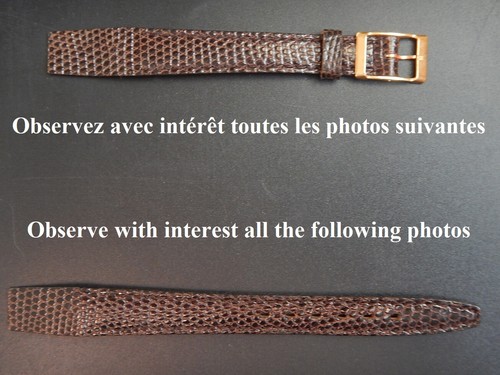Lézard java véritable - 12,