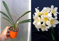 Clivia miniata citrina
