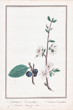 Plum Tree Prunus Pflaumenbaum