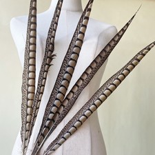 Plumes De Faisan Lady Amherst