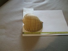 escargot de mer des tonga