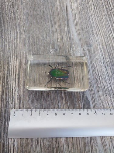 Véritable insecte sous