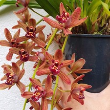 cymbidium cascade indian