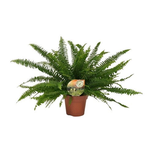Nephrolepis green lady - nephrolepis, lady’