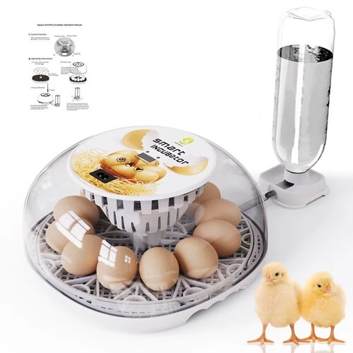 incubator egg