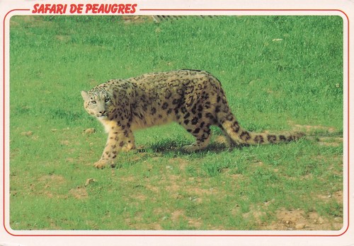 Peaugres safari - 7, de