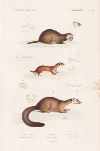 Mustela martre pierre - mustela,