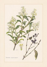 Le Troène - Ligustrum Vulgare