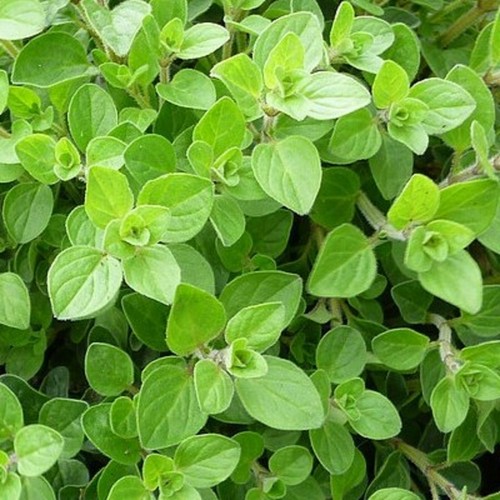 500 graines origan plante - graines, d'origan