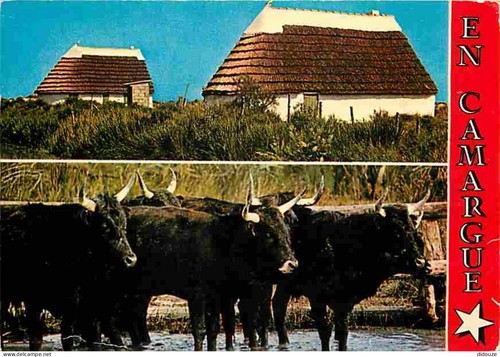 Carte postale animaux - carte,