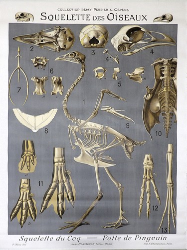 Litho originale squelette - litho,