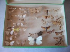 Ancienne vitrine boîte collection papillon entomologie cabinet curiosité n°5