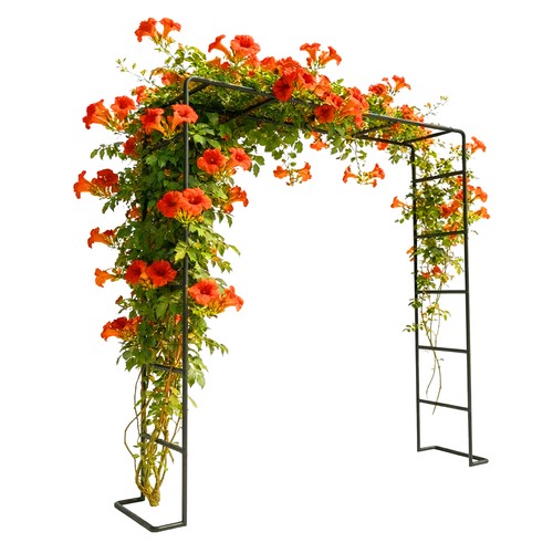 Arche roses treillis - arche,