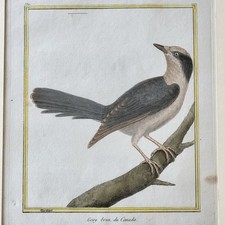Martinet Gravure Oiseau Geay Brun Peint à la Main XVIIIe Encadré Ornithologie