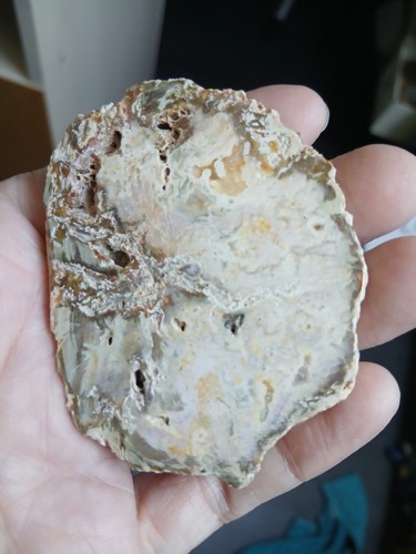 Tranche bois fossile - tranche, /