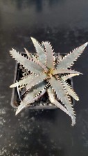 Aloe tct hybrid blue shark - aloe,