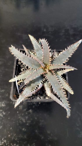 Aloe tct hybrid - tct,