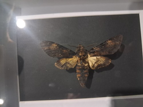 Papillon sphinx tête mort - tête,
