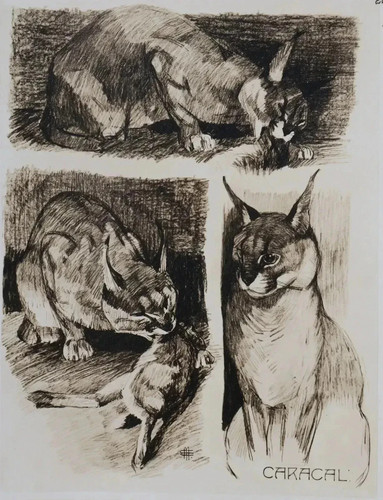 Mathurin meheut le caracal - :,