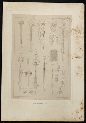 1864 planche anatomie - planche,