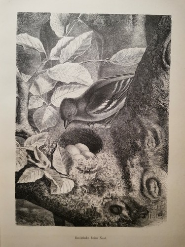 1882 ancienne gravure - 1882,