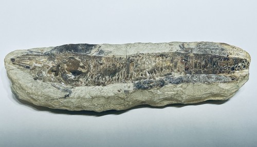 Vinctifer comptoni fossil fish - vinctifer,