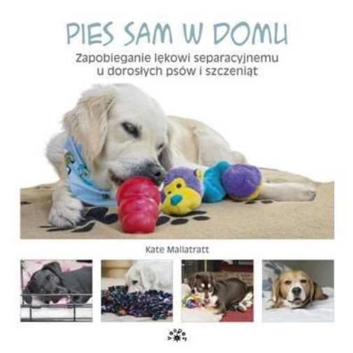 Pies sam domu zapobieganie - pies,