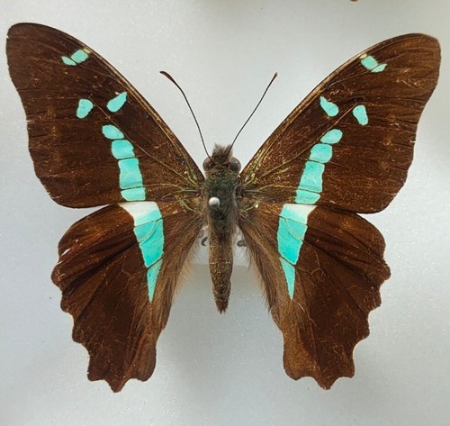 Graphium gelon male - graphium,