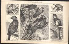 1897 Gravure originale Oiseaux