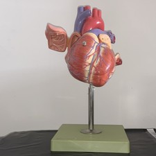 SOMSO Anatomical Human Heart