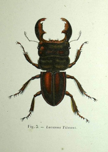 Insecte entomologie