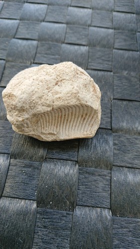 Fossile coquillage bivalve - fossile,