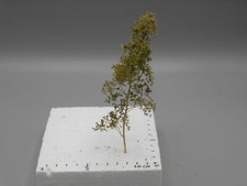 Arbre en zeeschuim 12-18 cm