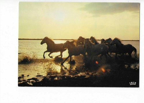 Cheval chevaux camargue - chevaux, de