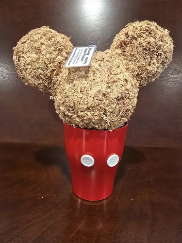 Mickey mouse topiary - mouse,