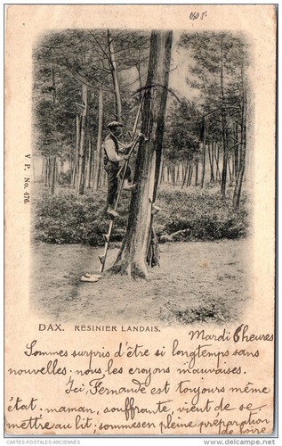 Dans les landes - 40,