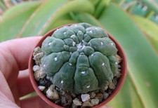 ASTROPHYTUM ASTERIAS 'KIKKO'