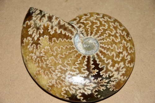Rare grande ammonite - rare,